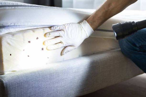 Best Wasp Removal Services  in Catalina Foothills, AZ